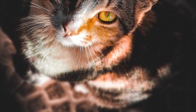 CHAT GPT:智能对话机器人的潜力与应用 CHAT GPT:智能对话机器人的潜力与应用