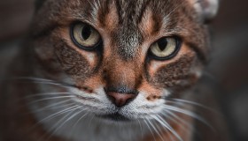 CHAT GPT:模拟智能对话,解答问题 CHAT GPT:模拟智能对话,解答问题