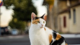 CHAT GPT:自动对话生成的人工智能 CHAT GPT:自动对话生成的人工智能