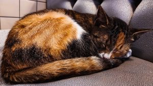 聊天GPT：人工智能的语言交流新体验