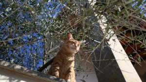 CHAT GPT：人工智能对话的新时代