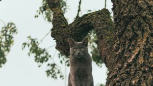 GPT：语言生成的AI助手