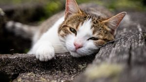 CHAT GPT：智能对话的未来