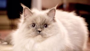 AI的跨界应用：医疗、金融、农业和交通领域