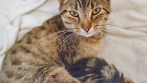 人工智能发展中的挑战和应对措施