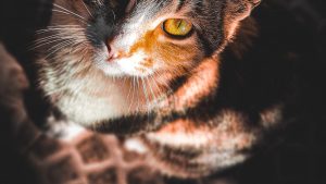 CHAT GPT：智能对话机器人的潜力与应用