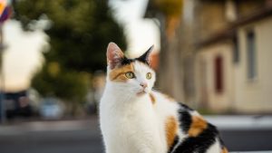 CHAT GPT：自动对话生成的人工智能