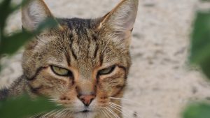 CHAT GPT：基于大规模预训练模型的人工智能对话系统