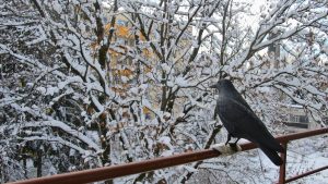 智能机器人技术发展趋势解析