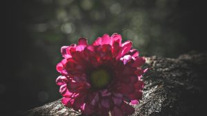 “AI智能写作助手讯飞星火：点燃文心一言，通义千问？”