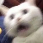 人类对话的未来：ChatGPT如何改变我们的沟通方式