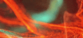 美国AI人才争夺战的背后真相揭秘